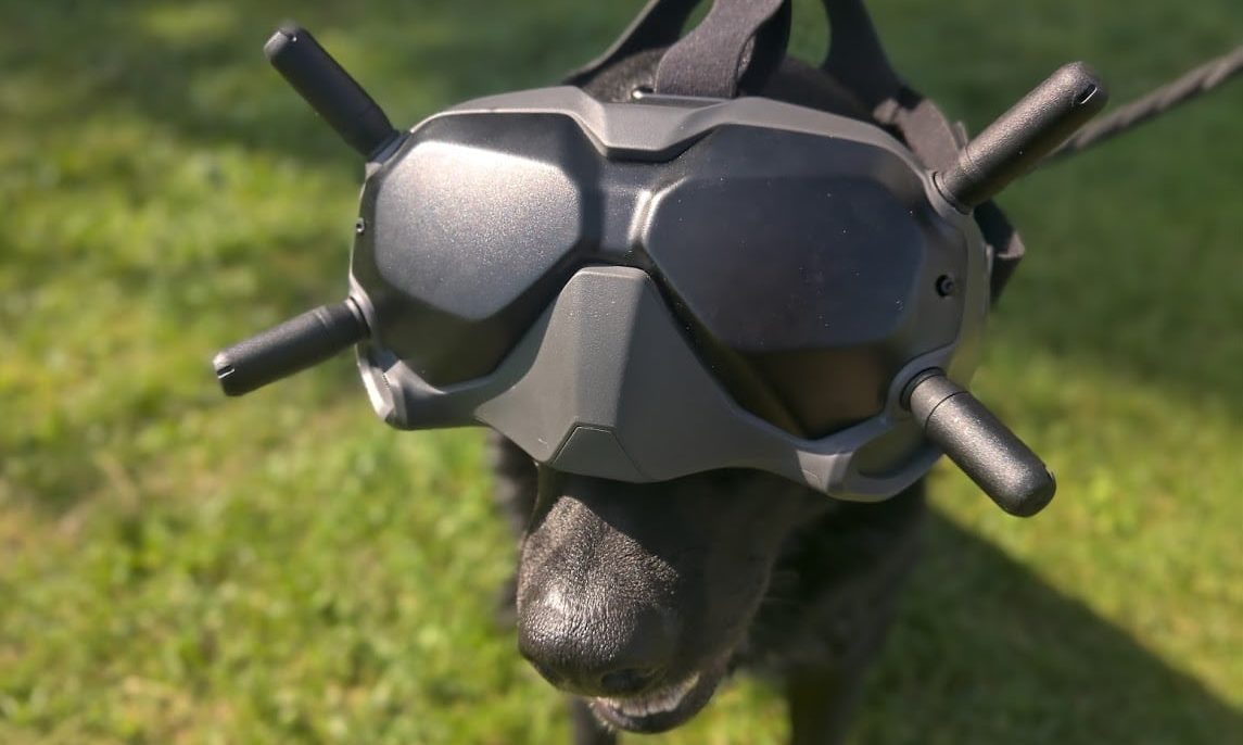 A black FPV drone goggles headset with four propeller protectors, shown being worn by a dog outdoors on a grassy lawn.